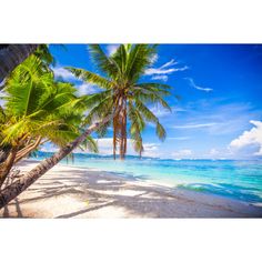 palm trees on the beach with clear blue water