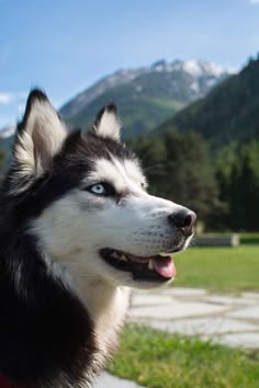 a black and white dog with blue eyes sitting in the grass next to a mountain