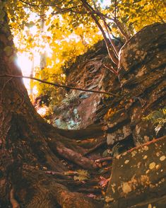 a large tree growing out of the side of a rocky cliff in autumn time with leaves on the ground