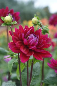 red flowers with green leaves in the foreground and other colorful flowers in the background