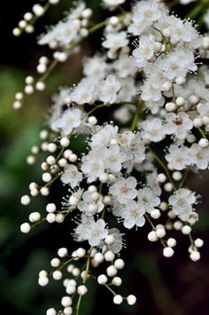 some white flowers are blooming on a tree