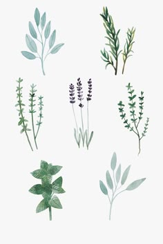 four different types of plants on a white background, each with green leaves and purple flowers