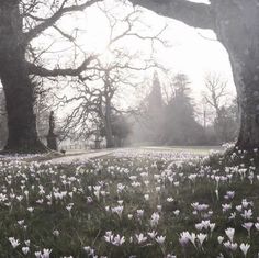 the sun shines through the trees and flowers on the ground in front of a park bench