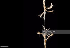 the roots of a plant are shown against a black background