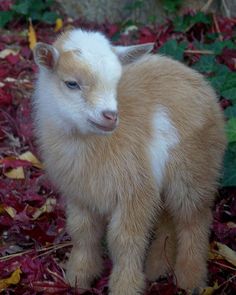 a baby goat standing on top of red leaves