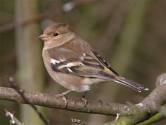 a small bird perched on top of a tree branch