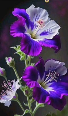 three purple and white flowers with green stems