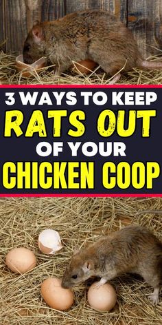 two pictures with text that says 3 ways to keep rats out of your chicken coop