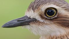 a close up view of a bird's head with yellow and brown feathers, looking at the camera