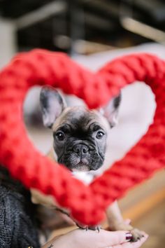 a small dog holding a heart shaped object