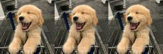 four pictures of a dog sitting in a shopping cart with its mouth open and tongue out