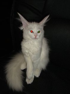 a white cat with green eyes sitting on a black leather chair and looking at the camera