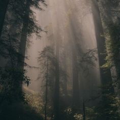 the sun shines through the foggy forest