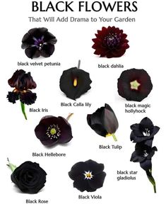 black flowers that will add drama to your garden in the spring or summertime,