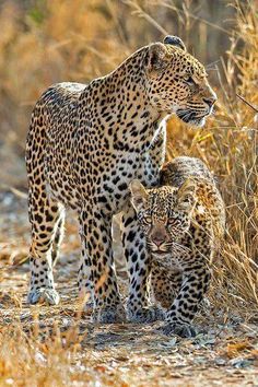 two adult cheetah and one baby in the wild