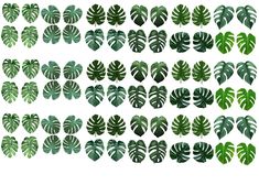 green leaves are arranged in rows on a white background, including one large and two small ones