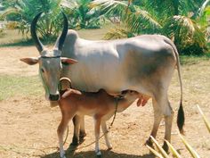 an adult and baby cow standing in the dirt