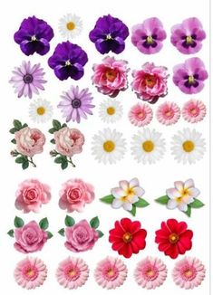 an assortment of flowers are shown on a white background with pink, purple and red flowers