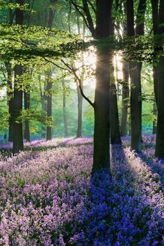 the sun shines through trees and purple flowers in a forest with bluebells