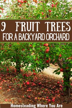 there are many fruit trees in the orchard with text overlay that reads, 9 fruit trees for a backyard orchard