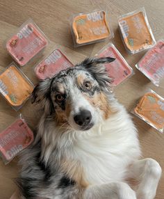 a dog laying on top of a wooden floor next to some packaged food items in front of him