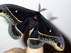 a black and white moth sitting on top of a finger