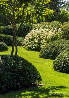 a lush green lawn with bushes and trees