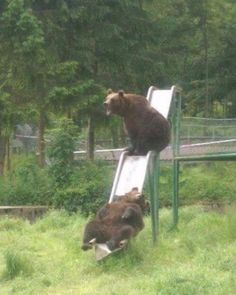 two bears are climbing up and down a slide