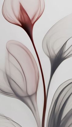 an abstract photograph of two flowers on a white background with red and grey petals in the foreground