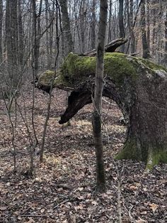 a moss covered tree trunk in the woods