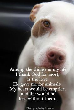 a white and brown dog with a poem written on it's face that says, among the things in my life i thank god for most, is the love he gave me for animals