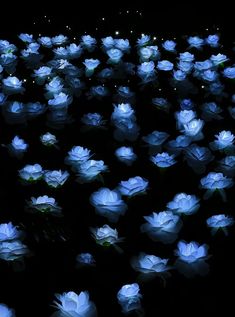 blue flowers are glowing in the dark