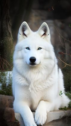 a white dog with blue eyes is sitting on the ground in front of some trees