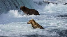 two bears in the water near a waterfall