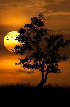 the sun is setting behind a lone tree