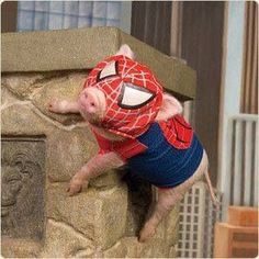 a small pig wearing a spiderman shirt on top of a stone wall next to a building