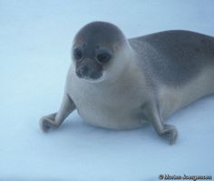 a baby seal sitting on top of snow covered ground