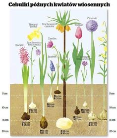 an image of different plants growing in the ground with their roots and flowers labeled below