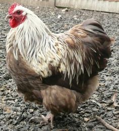 a brown and white chicken standing on top of gravel