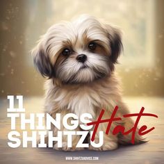 a small white dog sitting on top of a floor next to the words things shihtzu