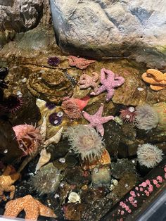 an aquarium filled with lots of different types of sea animals and corals on rocks