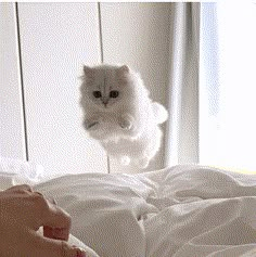 a white cat jumping up into the air over a bed