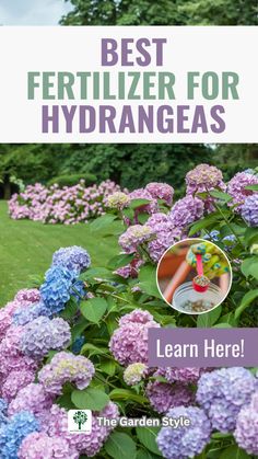 the best fertiizer for hydrangeas learn here to grow them in your garden style