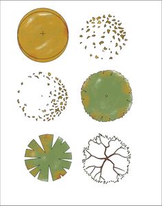 four different types of trees and leaves on a white background, each with an orange in the center