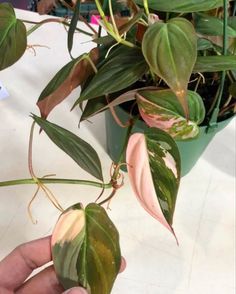 philodendron Mican Exotic Plants Indoor, Pink Plants, Philodendron Plant, Balcony Plants