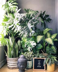 some plants that are sitting on a table