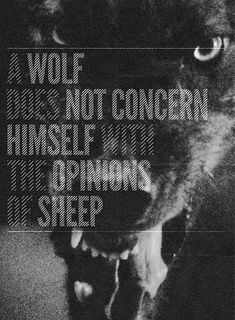 a black and white photo of a wolf with the words wolf, not concern, himself, or opinions sheep