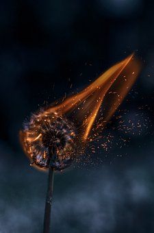 a dandelion is blowing in the wind on a dark background with blurry lights