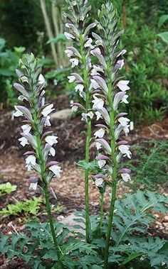 some white flowers are growing in the dirt near trees and bushes with green leaves on them