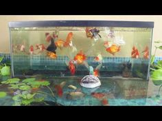 an aquarium filled with goldfish and other fish in it's tank on top of a table